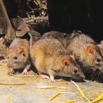 Lassa fever