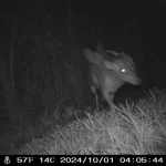 camera trap image of the mysterious creature from bristol zoo project