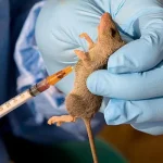 lassa fever